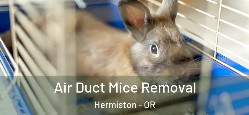  Air Duct Mice Removal Hermiston - OR